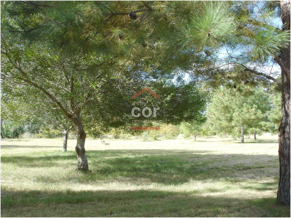 1197 136 - GoPunta - Portal Inmobiliario de Punta del Este - Maldonado