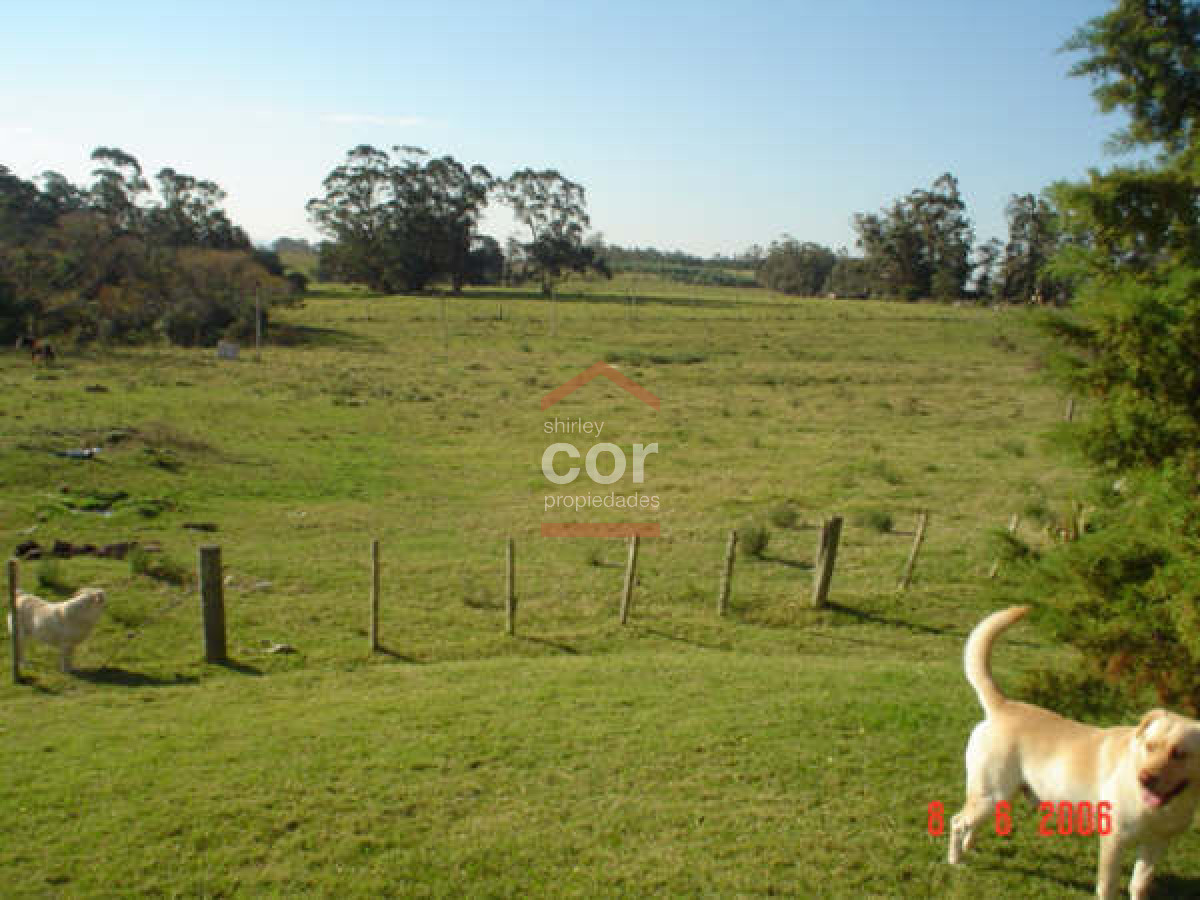 1259 136 - GoPunta - Portal Inmobiliario de Punta del Este - Maldonado