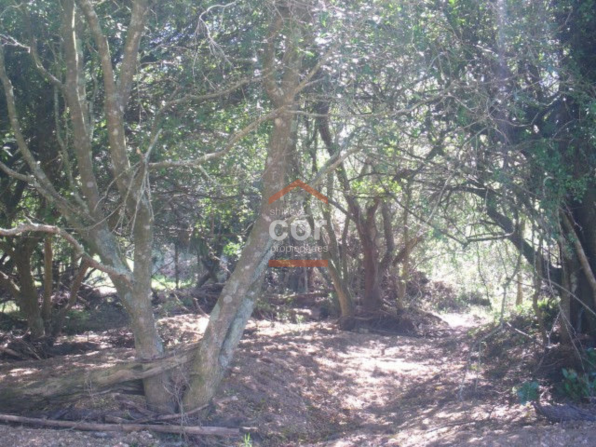1262 136 - GoPunta - Portal Inmobiliario de Punta del Este - Maldonado