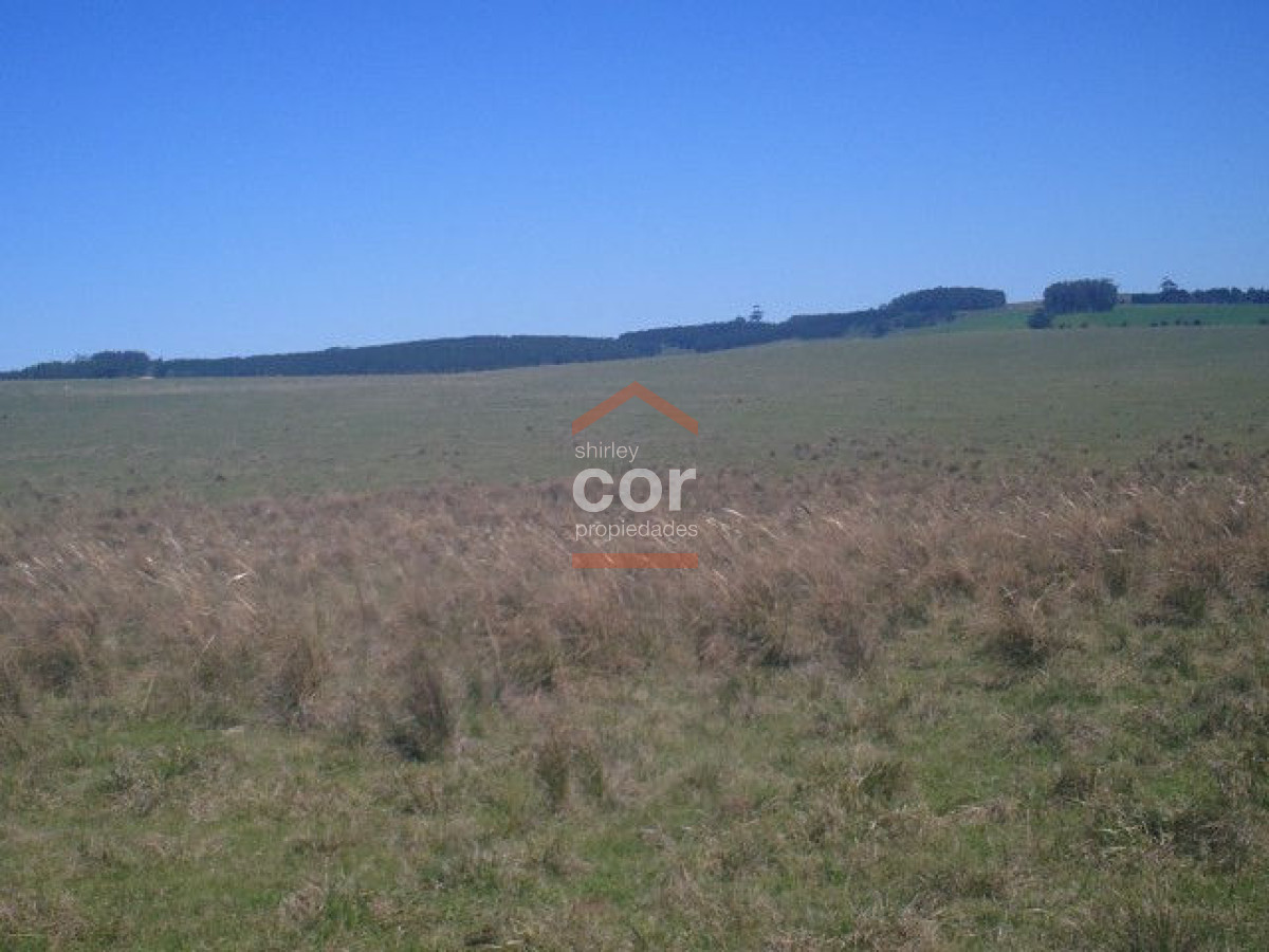 1262 136 - GoPunta - Portal Inmobiliario de Punta del Este - Maldonado