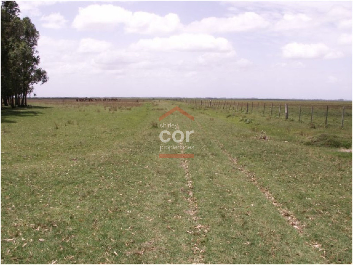Campo en Punta del Este, - GoPunta - Portal Inmobiliario de Punta del Este - Maldonado