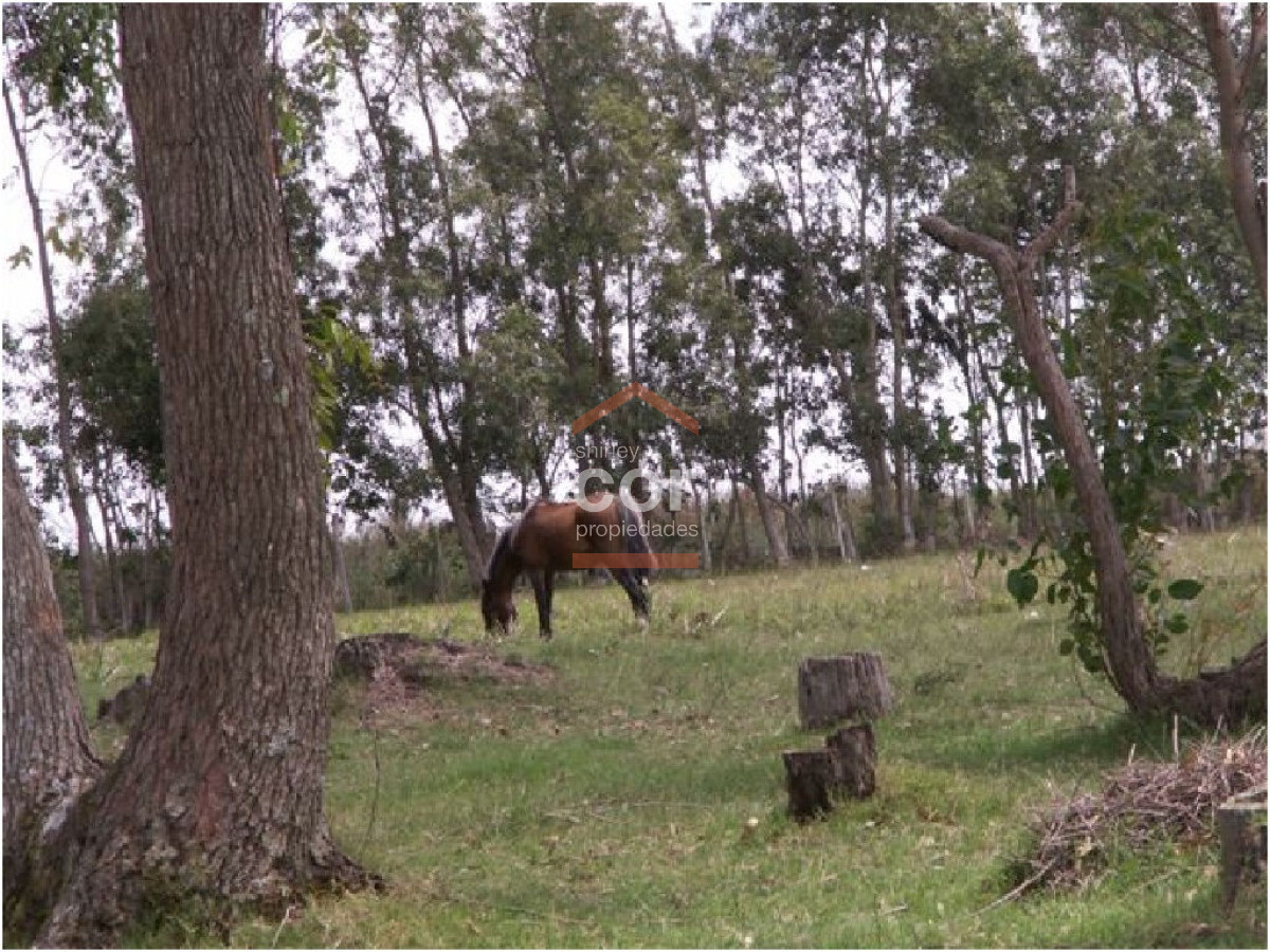 Campo en Punta del Este, - GoPunta - Portal Inmobiliario de Punta del Este - Maldonado