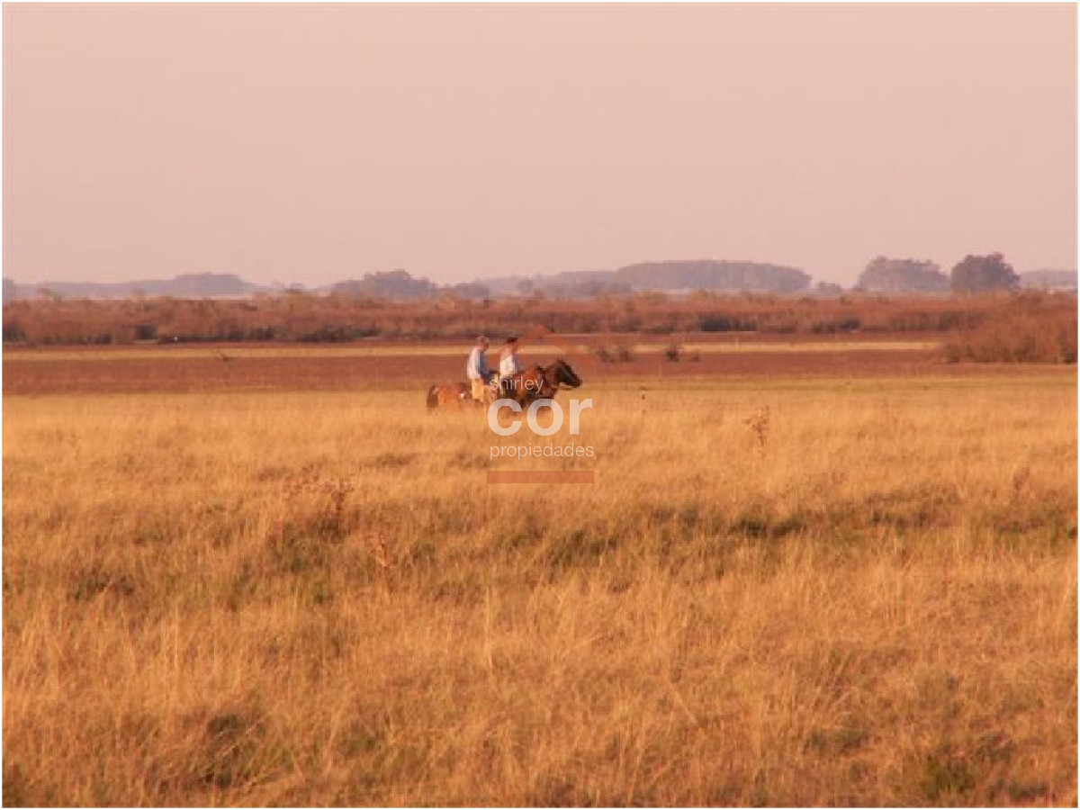 Campo en Punta del Este, - GoPunta - Portal Inmobiliario de Punta del Este - Maldonado