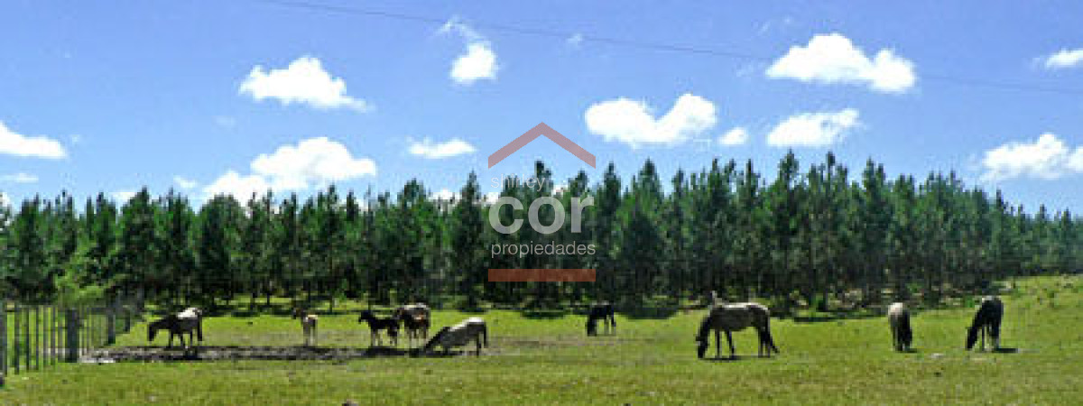 Campo en Punta del Este, - GoPunta - Portal Inmobiliario de Punta del Este - Maldonado