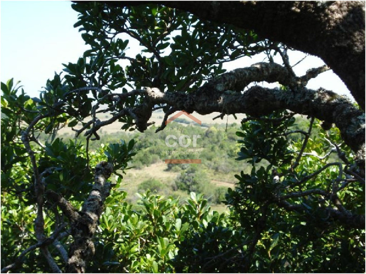 Campo en Punta del Este, - GoPunta - Portal Inmobiliario de Punta del Este - Maldonado