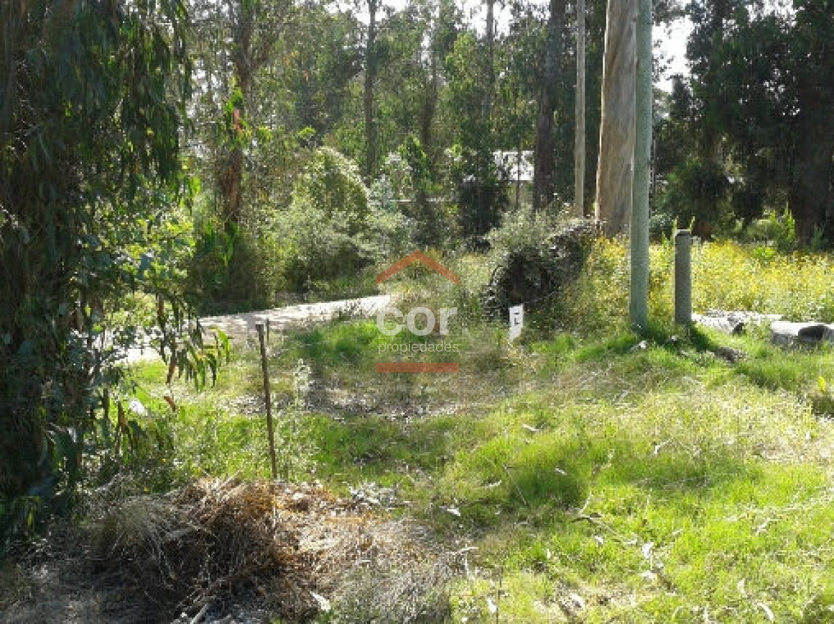 Balneario Buenos Aires - GoPunta - Portal Inmobiliario de Punta del Este - Maldonado