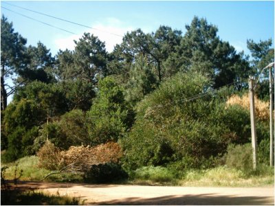 Terreno en Punta del Este, Brava