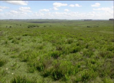 Campo en paysandu