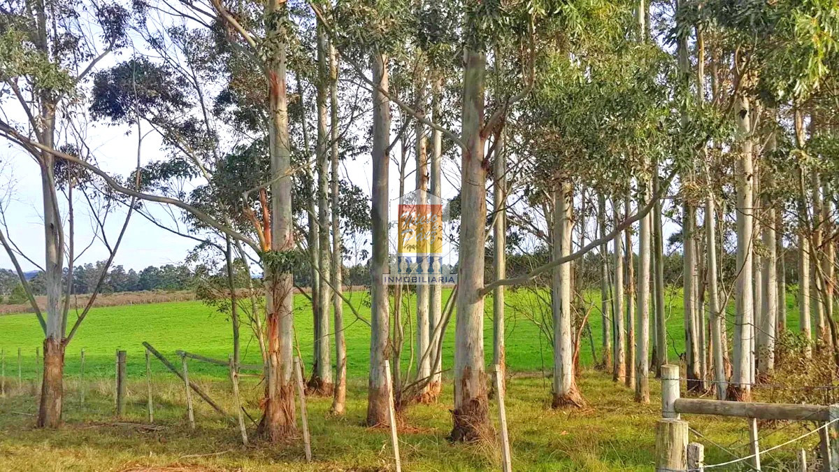 Camino Eguzquiza - GoPunta - Portal Inmobiliario de Punta del Este - Maldonado