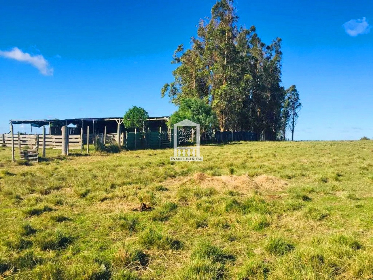 Sobre Ruta 39, a 8 km de San Carlos - GoPunta - Portal Inmobiliario de Punta del Este - Maldonado