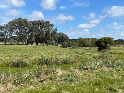 Venta chacra de 5 hectáreas en Camino Medellin , parquizada. 