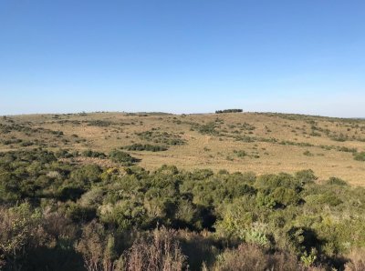 Campo en venta de 2145 has. en Treinta y Tres - Aptitud forestal- ganadero 