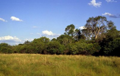 Venta Campo ganadero de 1.090 hectáreas en Formosa 