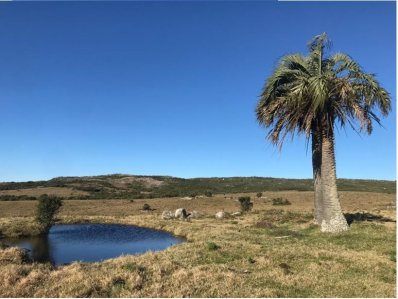 Campo en venta 183 has. en Ruta 39