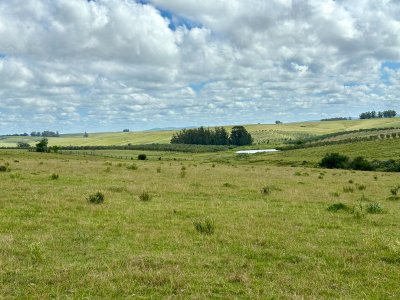 Campo en venta de 78 has.  en Camino Sainz Martinez, Jose Ignacio 