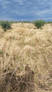 Campo de 190 has. en venta en Formosa