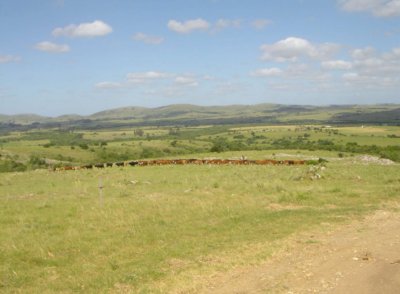 Campo en venta de 811 has. en Treinta y Tres- Aptitud ganadero forestal 