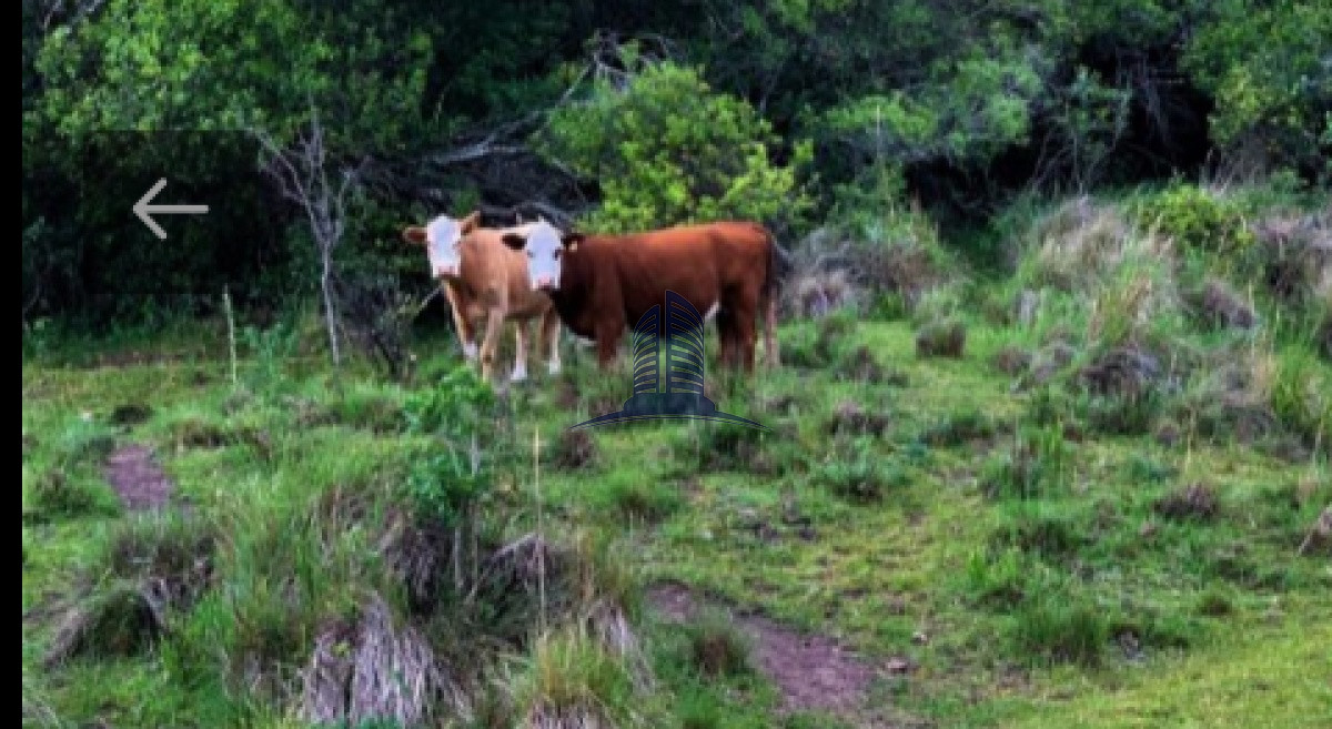 Campo de 39 h. a la VENTA  construccion a reciclar. ruta 13. - GoPunta - Portal Inmobiliario de Punta del Este - Maldonado