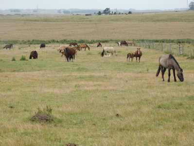 Campo a la venta 