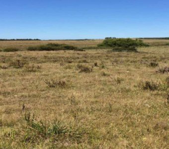 Campo en Garzon