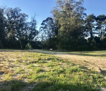 Terreno en venta, Punta del Este