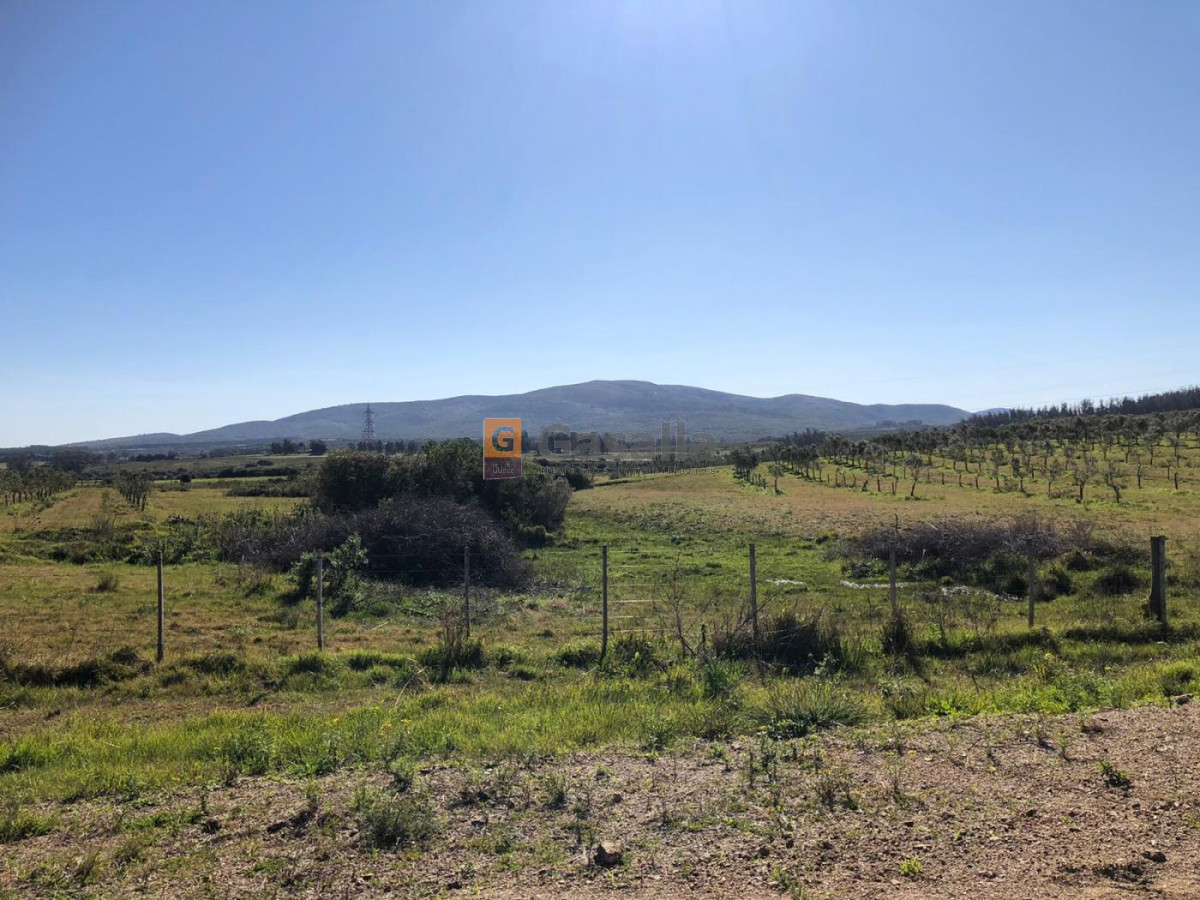 Chacra de 5 Has. en venta   