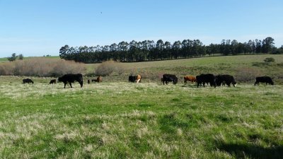 Venta de campo, 74 hectáreas en Total, cercanías a San Carlos, Maldonado