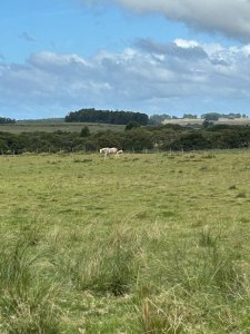 Venta Campo 64 ha Camini Guani Garzon Rocha
