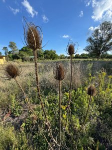 Oportunidad, Venta de Terreno en Pueblo Eden, 1250 M2