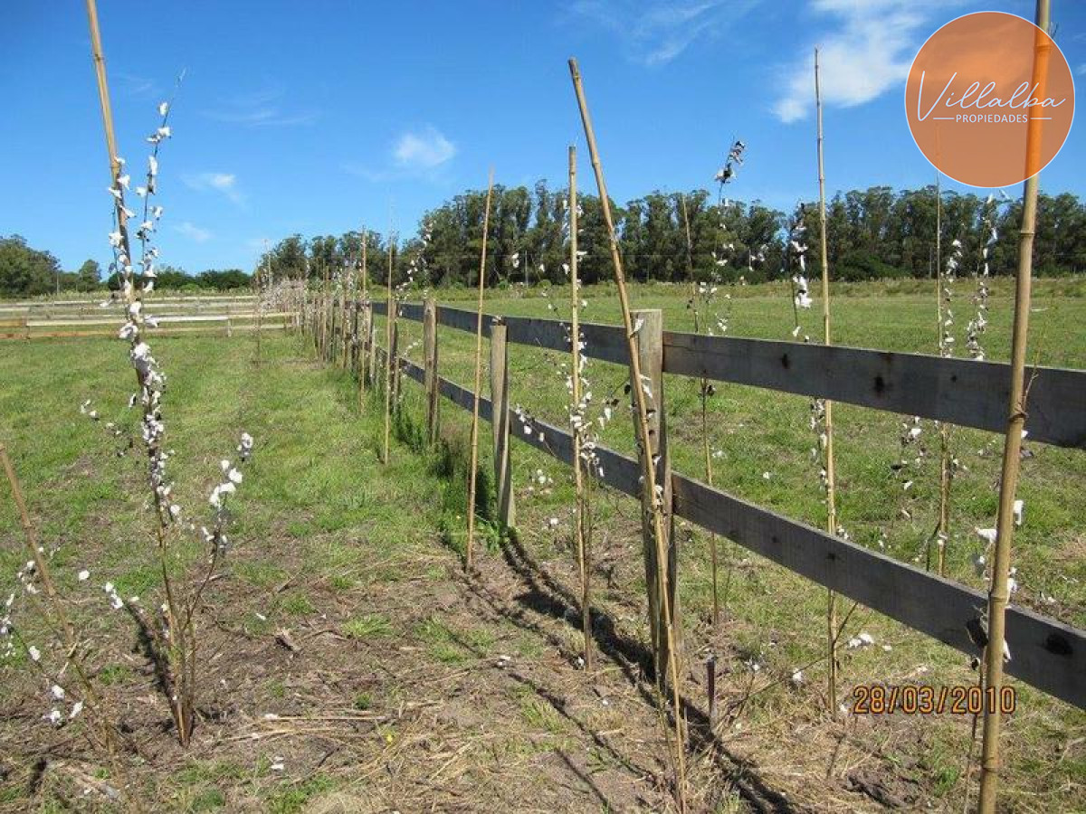 Camino Eguzquiza - GoPunta - Portal Inmobiliario de Punta del Este - Maldonado