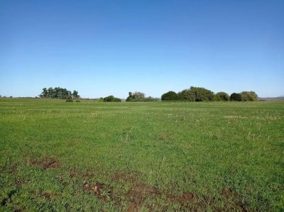 Chacra en venta 37 hectareas ruta 12 Laguna del Sauce