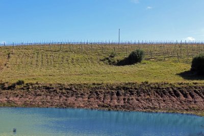 Campo con variedad de vides Pueblo Eden 40 hectareas