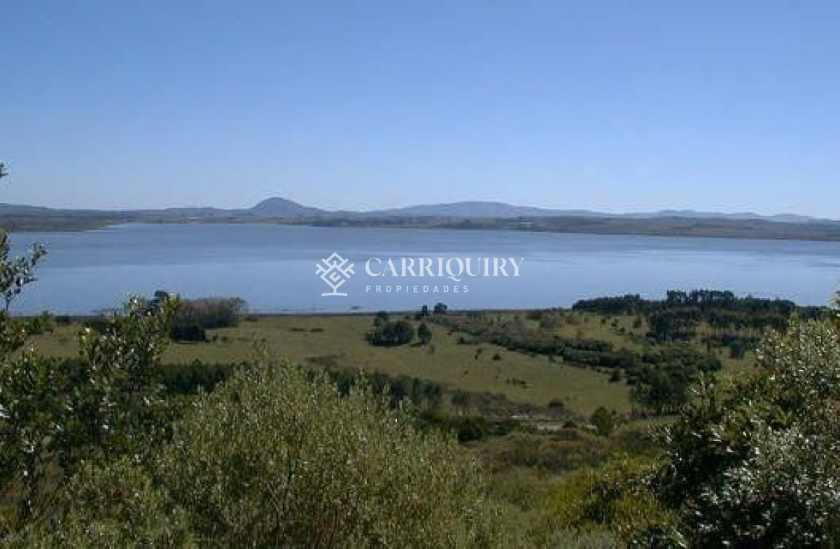 Chihuahua - GoPunta - Portal Inmobiliario de Punta del Este - Maldonado