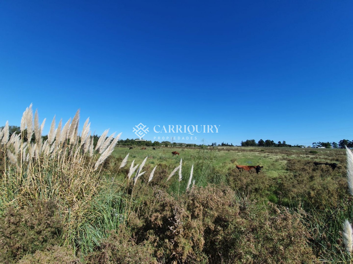 Venta de Campo en Montevideo Zona Rural - GoPunta - Portal Inmobiliario de Punta del Este - Maldonado