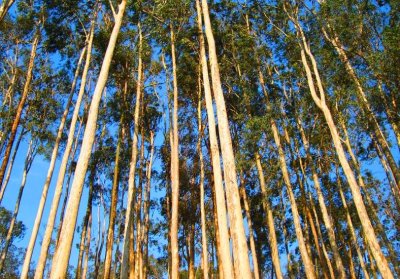 Excelente campo Forestal