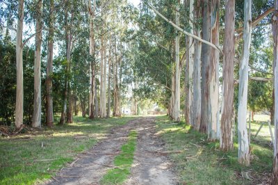 Excelente campo agricola ganadero con forestación a  45 kilómetros del Puerto de Montevideo. Ubicación  estratégica.