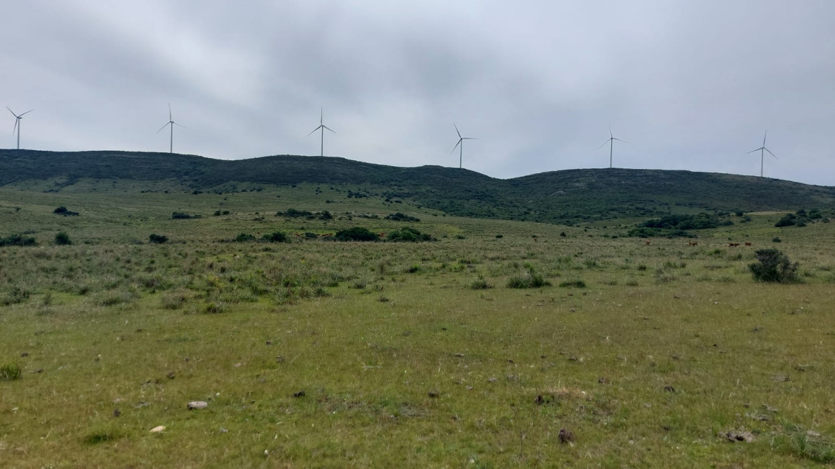 Venta de campo de 38 hectáreas totales en Maldonado sobre Ruta 39