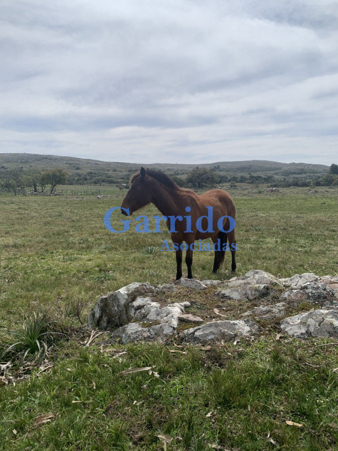 Zona Rural - GoPunta - Portal Inmobiliario de Punta del Este - Maldonado