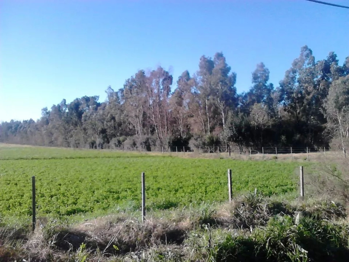 Venta de Chacra  de 3 hectareas en zona Atlantida