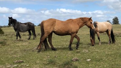 En venta campos sobre ruta 9, José Ignacio .