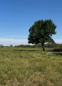 Terrenos en Venta en Lomas de Carmelo, Colonia