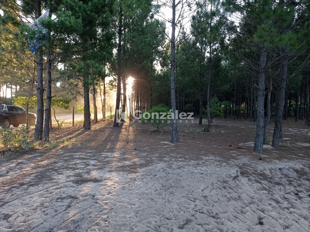 Chihuahua - GoPunta - Portal Inmobiliario de Punta del Este - Maldonado