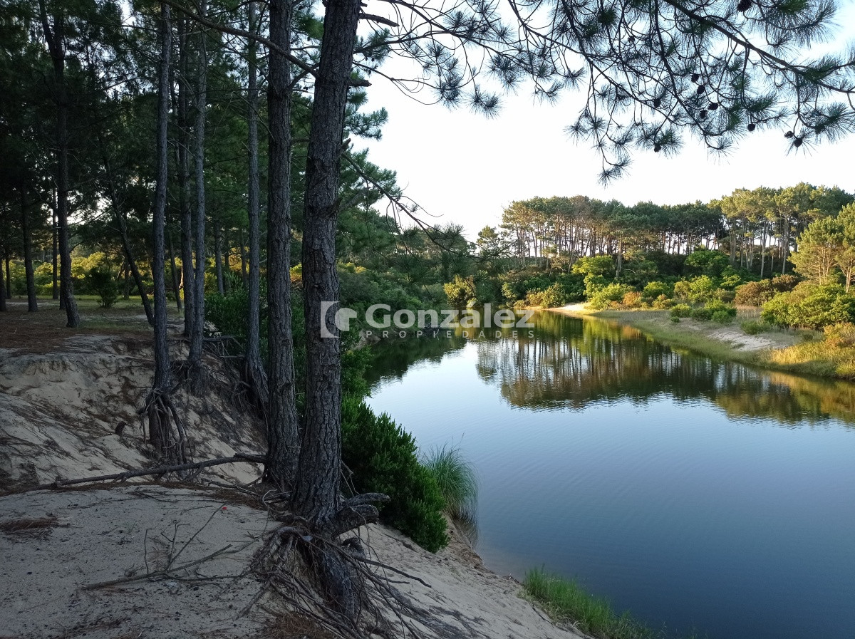 Chihuahua - GoPunta - Portal Inmobiliario de Punta del Este - Maldonado