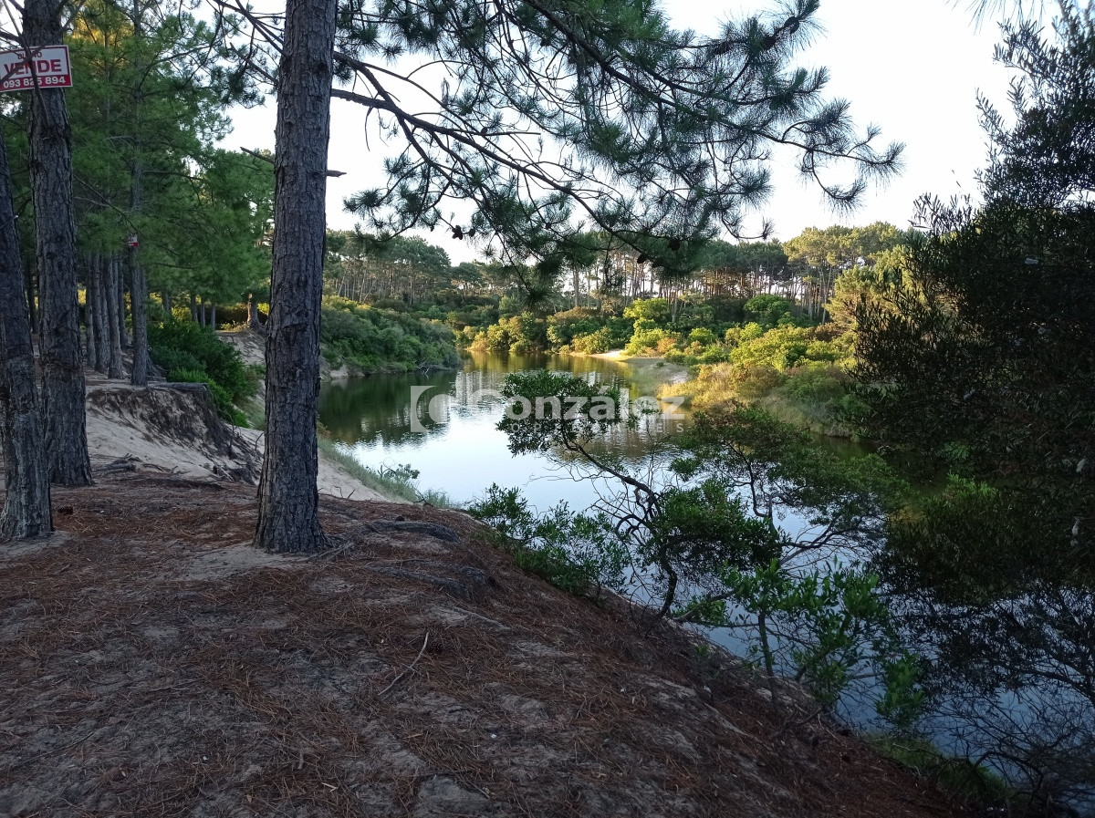 Chihuahua - GoPunta - Portal Inmobiliario de Punta del Este - Maldonado