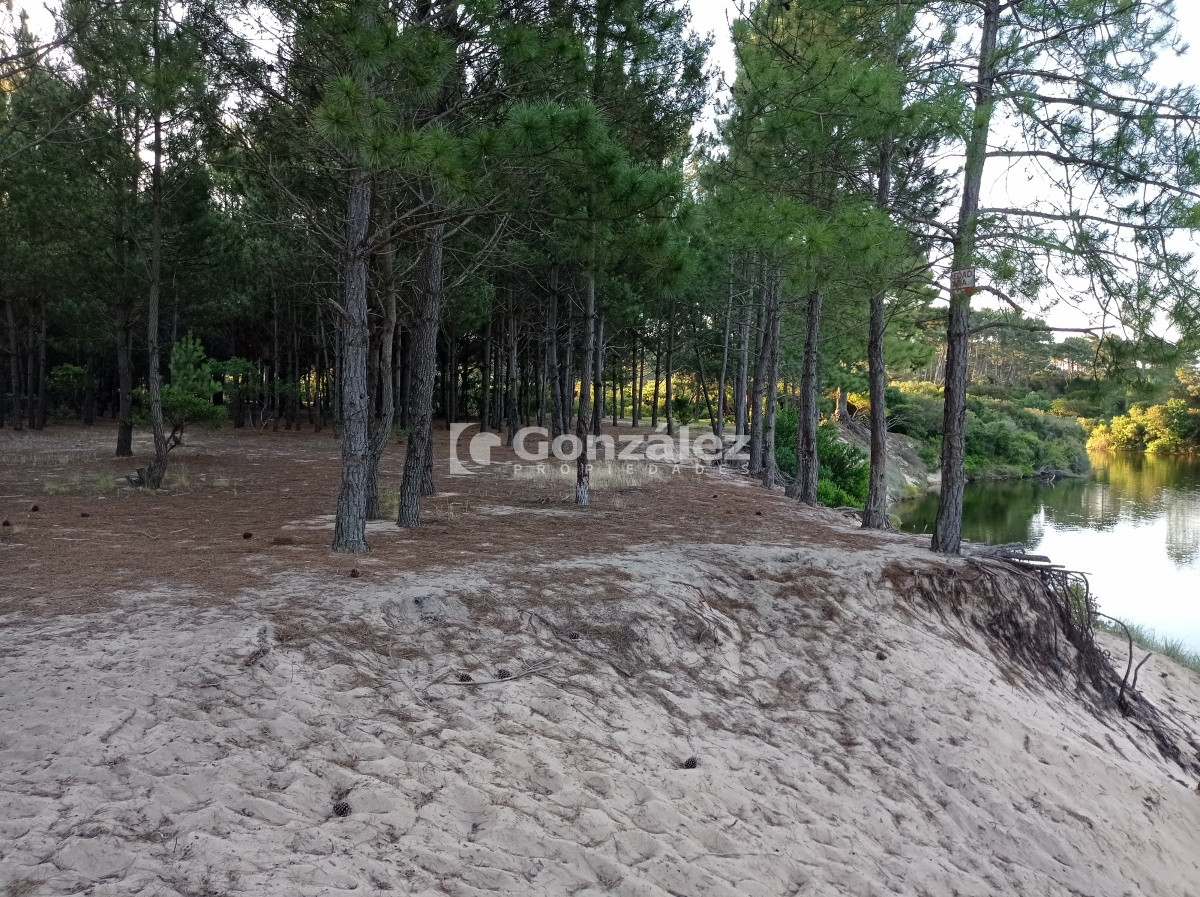 Chihuahua - GoPunta - Portal Inmobiliario de Punta del Este - Maldonado
