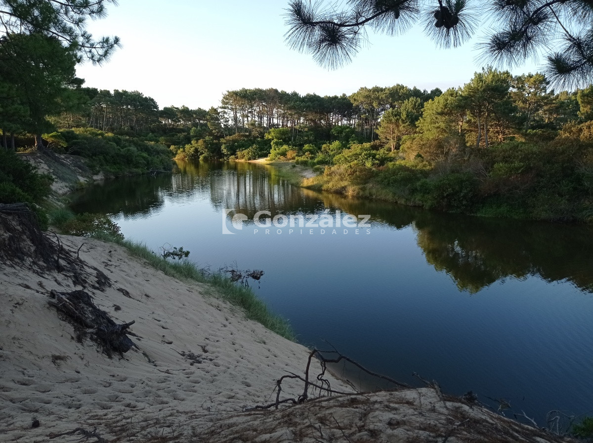 Chihuahua - GoPunta - Portal Inmobiliario de Punta del Este - Maldonado