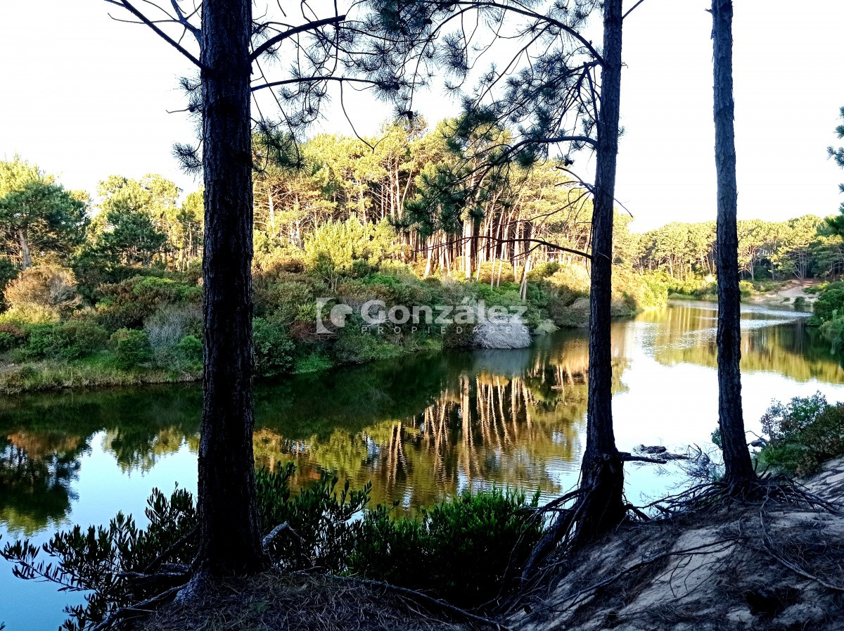 Chihuahua - GoPunta - Portal Inmobiliario de Punta del Este - Maldonado