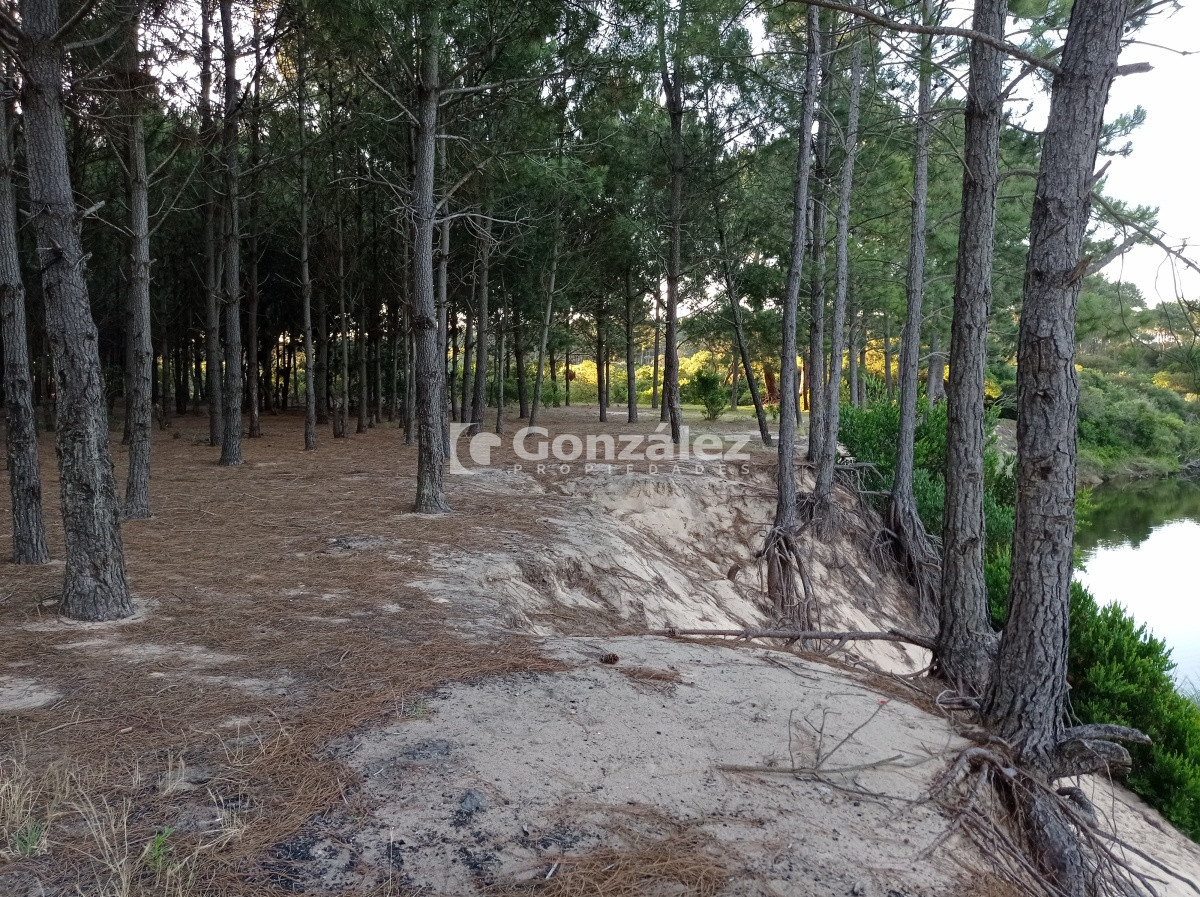 Chihuahua - GoPunta - Portal Inmobiliario de Punta del Este - Maldonado