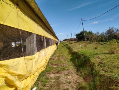 Venta Granja Avícola de 5,6 Has sobre ruta 11 