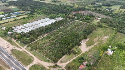 Venta Chacra Toledo Sobre Ruta 6, 7 hectáreas